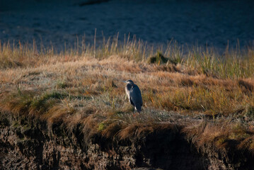Obraz na płótnie Canvas Great Blue Heron at the marsh