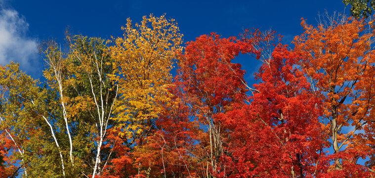 Panorama of Red Maple leaves on trees in a sunny Autumn forest with blue sky in Canada