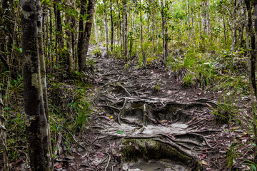 Jungle Borneo Bako national park 