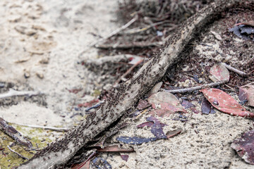 Ants on a branch crossing the path
