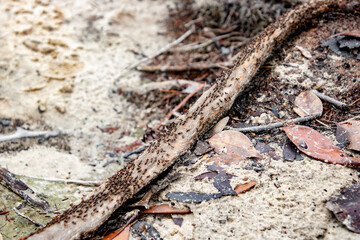 Ants on a branch crossing the path