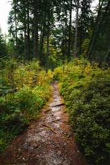 Straight pathway inside the green forest with pine trees on backgroung. Dark and moody vertical photo of way in mountains - autumn time. Hiking path in fall season.