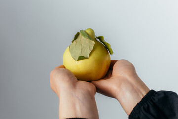 young woman holding a ripe quince fruit in her palm. High quality photo