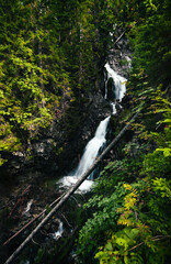 Vertical photo of wooden tree trunk crossing the waterfall in autumn forest (mountains). Waterfall in season with smooth streaming  - colorful plants on foreground.