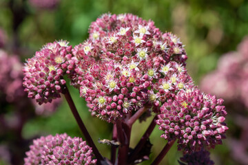 Close up of sedum fabaria (sedum telephium fabaria) flowers in bloom