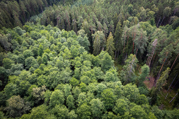 Drone aerial shot of green pine forests and spring birch groves with beautiful texture of golden treetops. Sunrise in springtime. Sun rays breaking through trees in mountains in golden time