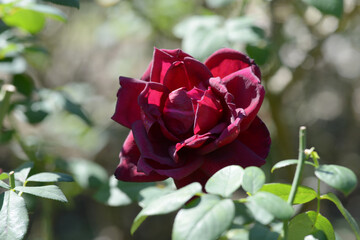 オクラホマ　バラの花