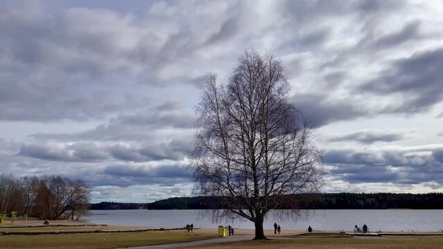 One large single birch tree. Cloudy day. Mälaren lake in the background. Stockholm, Sweden.