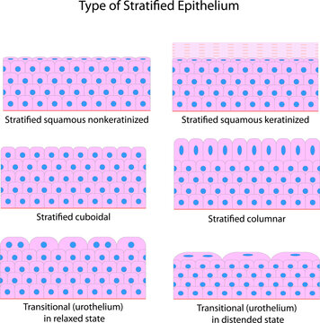 Type of Stratified Epithelium	