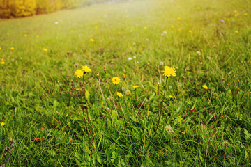 Green meadow during autumn season.Trees in background.