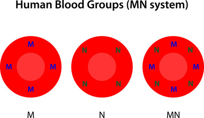 Human blood groups, MN system	