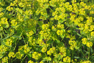 Euphorbia esula. View at beautiful flowering plant that blooms at spring flower garden. The green spurge is a perennial plant native to Europe and Asia. This plant contains a toxic white milky sap.