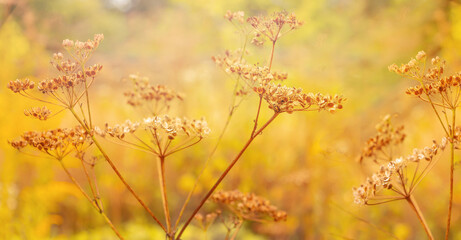 Dill with seeds on a yellow blured autumn background