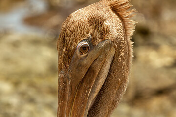 Puerto escondido Herradura Costa Rica 