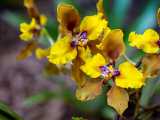 Orquideas © Alejandra