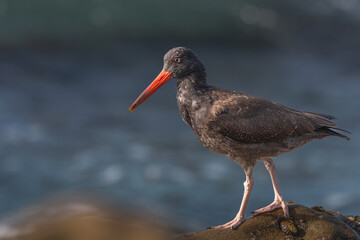 2022-10-14 OYSTERCATCHER STANDING ON A ROCK LEDGE LOOKING LEFT IN THE FRAME WITH A BLURRY BACKGROUND