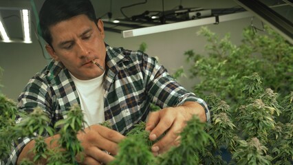 Marijuana farmer smoking rolled marijuana weed joint in curative marijuana farm for recreation or...