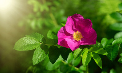 Red rosehip flower bud. Bush flowers with thorns. Pink flower with petals on a green background in...