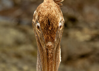 Pelican Close Up Puerto Escondido Herradura Costa Rica 