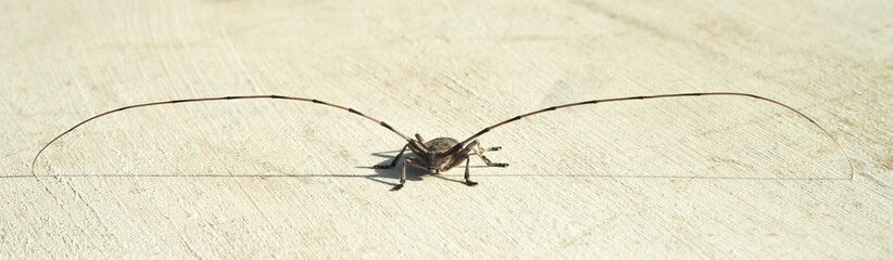 A small beetle with a huge long mustache. Macrophotography of a gray forest beetle on a white background.