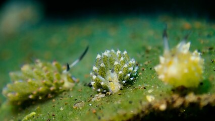 Selective focus shot of a leaf slug animal.