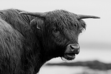 Highland cow