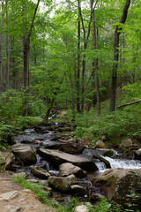 Forest with Rocky Stream