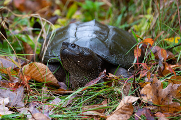 A large snapping turtle in the weeds and autumn leaves.