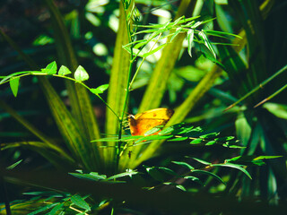 butterfly on a plant