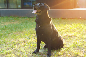 Black pet dog Labrador Retriever sits with his tongue out on green grass against backdrop of building in sun rays