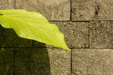 A teak leaf with its shadow in front of natural dark plaid stone wall background