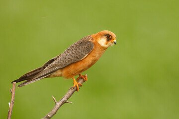 Naklejka na ściany i meble Kobczyk (Falco vespertinus)