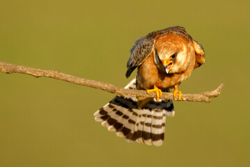 Kobczyk (Falco vespertinus)