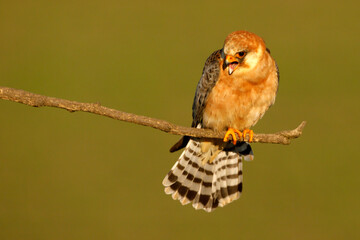 Kobczyk (Falco vespertinus)