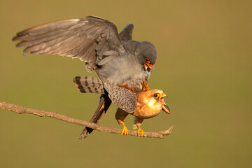Kobczyk (Falco vespertinus) © Grzegorz