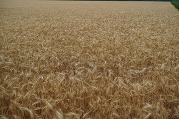 Champ de blé