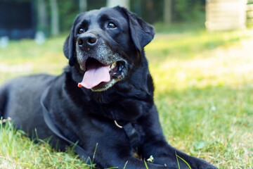 Black pet dog Labrador Retriever lies with his tongue out on green grass against backdrop of building in sun rays