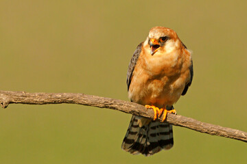 Kobczyk (Falco vespertinus)