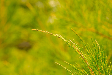 Cemara Udang, Australian pine tree or whistling pine tree (Casuarina equisetifolia) leaves, shallow focus. Natural background