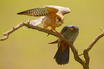 Kobczyk (Falco vespertinus)