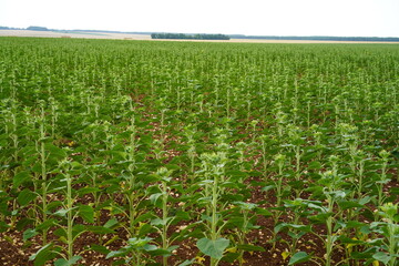 Champs de tournesol