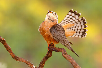 Kobczyk (Falco vespertinus)