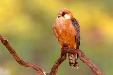 Kobczyk (Falco vespertinus) © Grzegorz