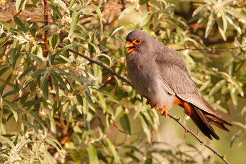 Kobczyk (Falco vespertinus)