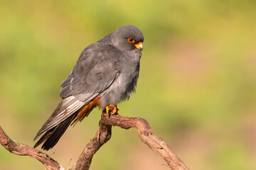 Kobczyk (Falco vespertinus)