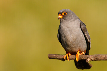 Kobczyk (Falco vespertinus)