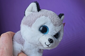 hand holds one small plush gray white dog toy on a lilac background