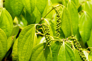Lada, merica, Piper Nigrum, peppercorn, common pepper, fresh green pepper seed on the tree, shallow focus