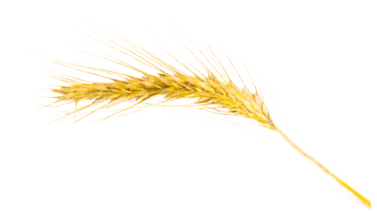 Rye grain. Whole, barley, harvest wheat sprouts. Wheat grain ear