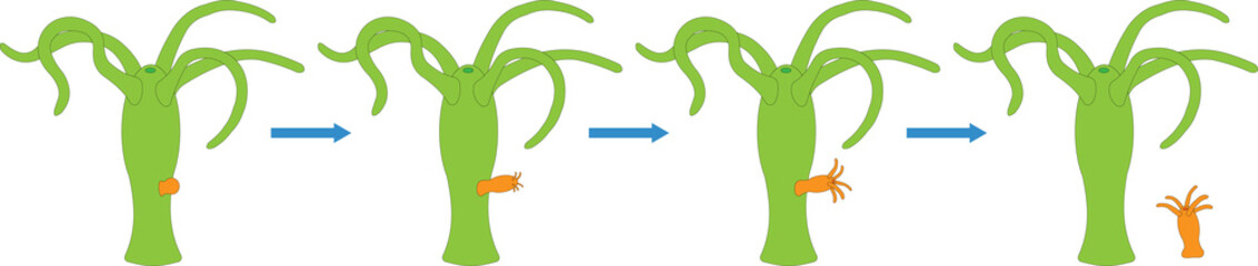 Hydra budding. Asexual Reproduction. 